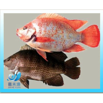 Frozen WR red tilapia